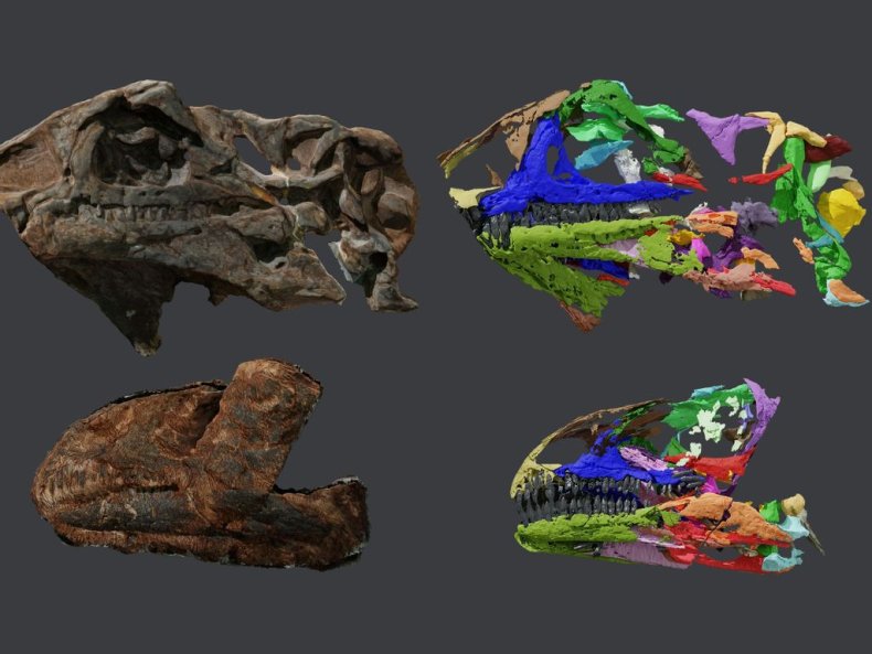 Issi saaneq skulls