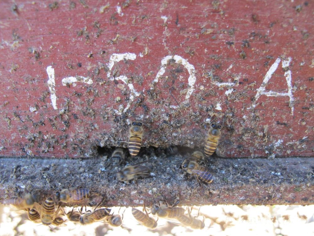 VIDEO: How Honey Bees Raise The Alarm When Murder Hornets Attack