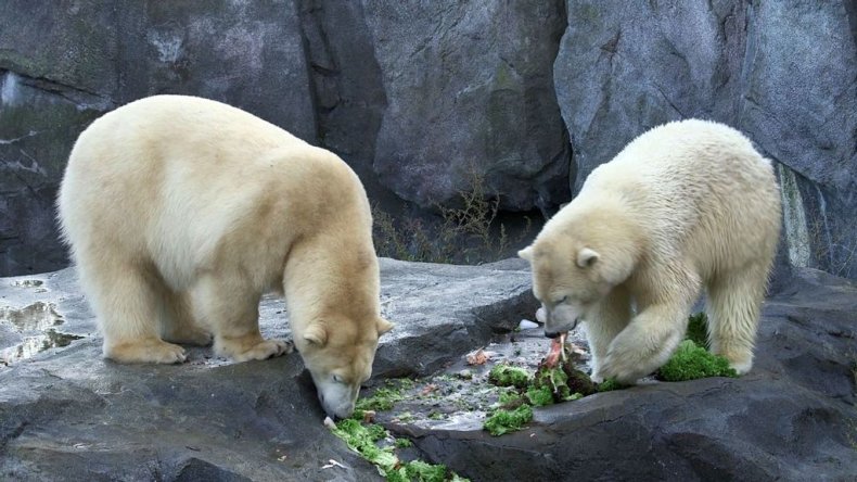 Polar Bears, Salmon Cake