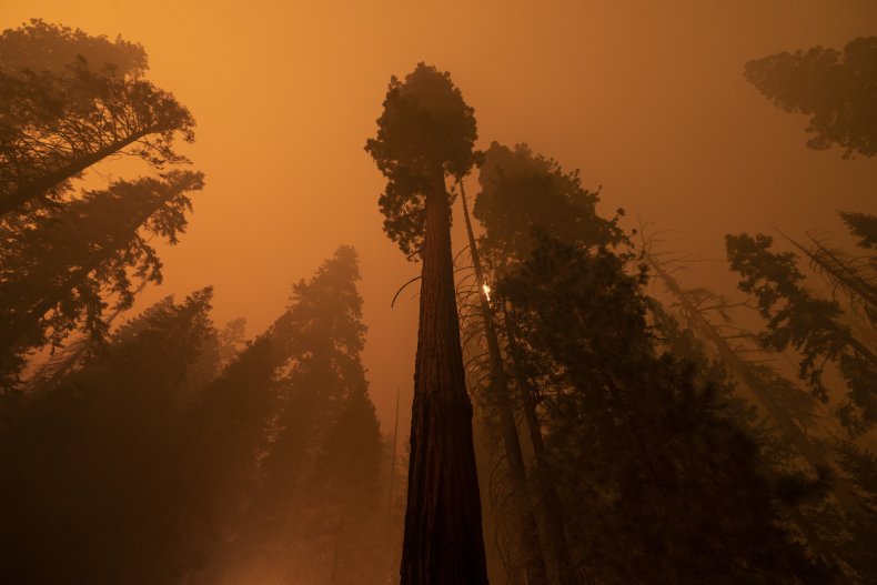 Great Sequoia Trees, California Wildfires