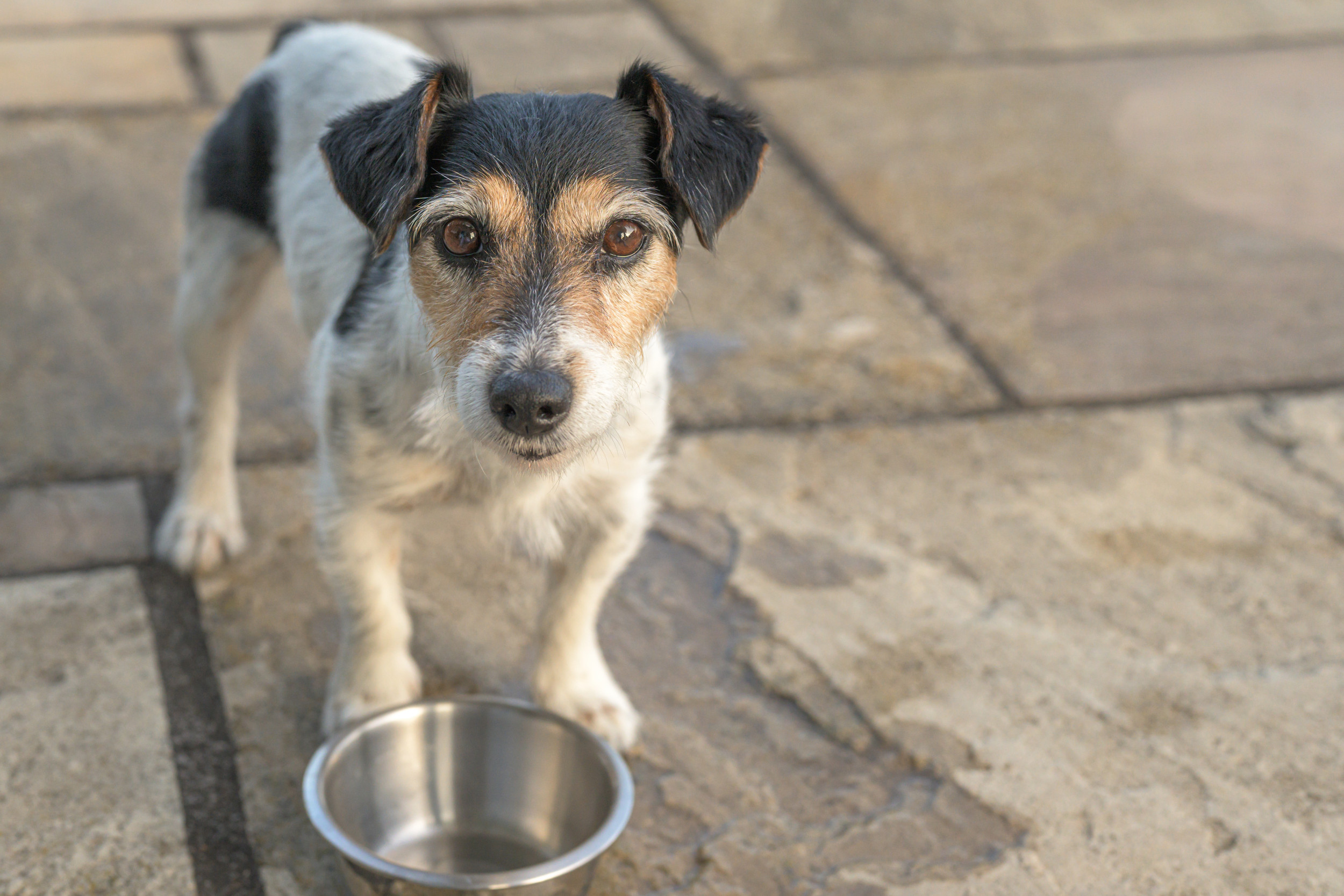 Rescue Dog's Heartwarming Transformation Celebrated Online: 'Beautiful'