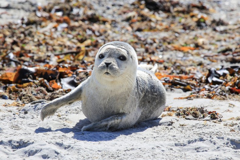 Young harbor seal on shore