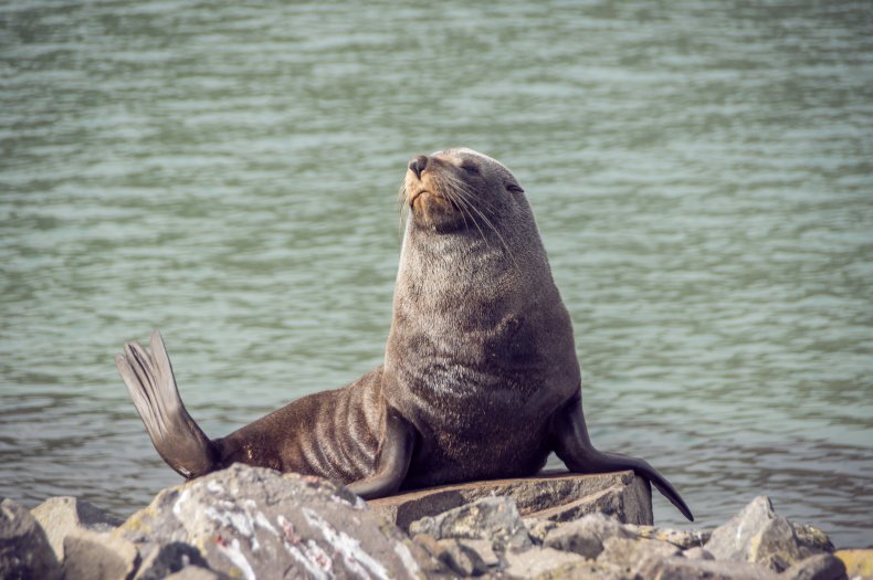 fur seal