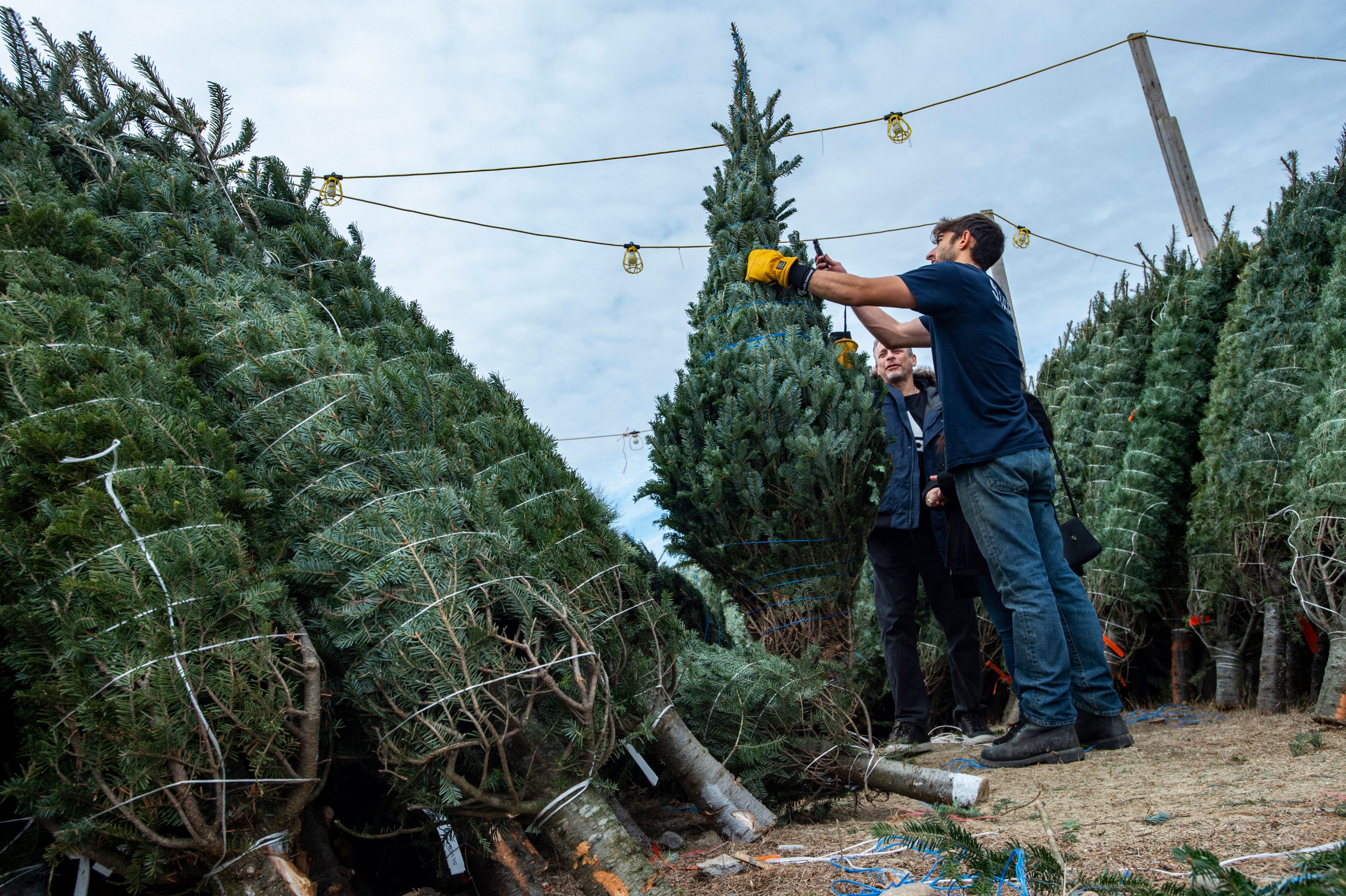 Christmas Tree Shortage Due to Supply Chain as Shoppers Urged to Buy