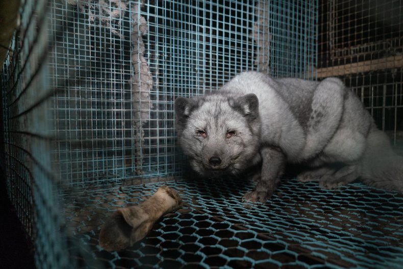 Arctic fox on Finnish fur farm