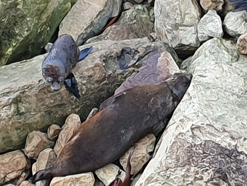 seal