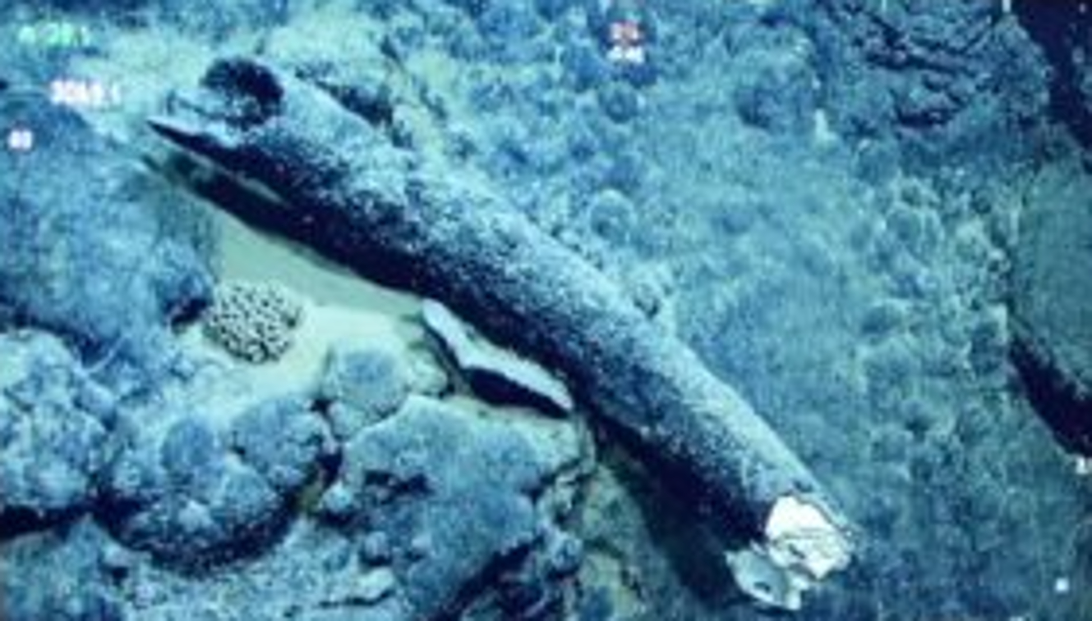 unbiased news Mammoth Tusk Discovered 10,000ft Below Pacific Ocean non politics news 