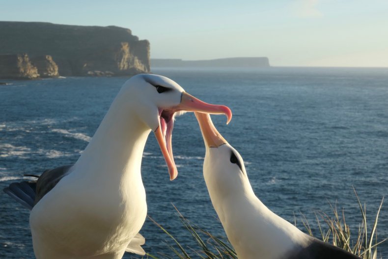 albatros