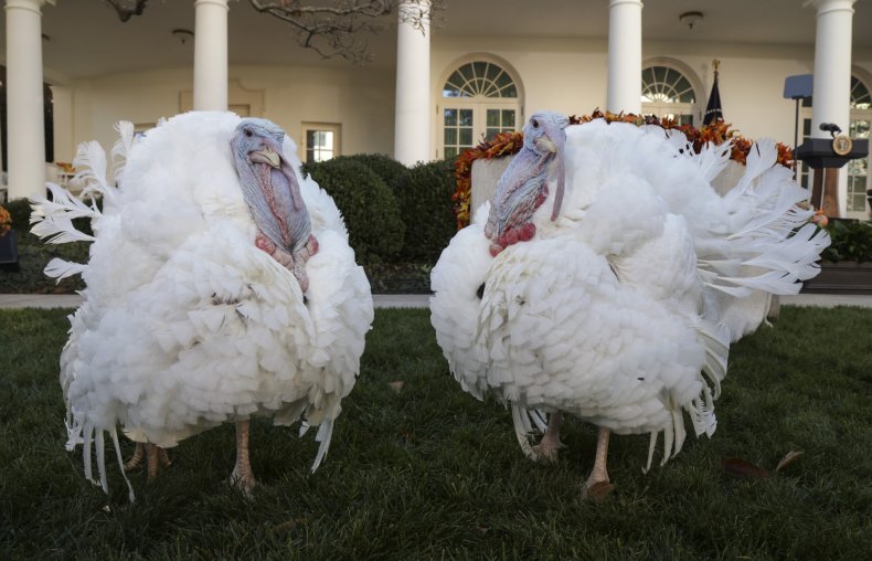 Thanksgiving turkeys