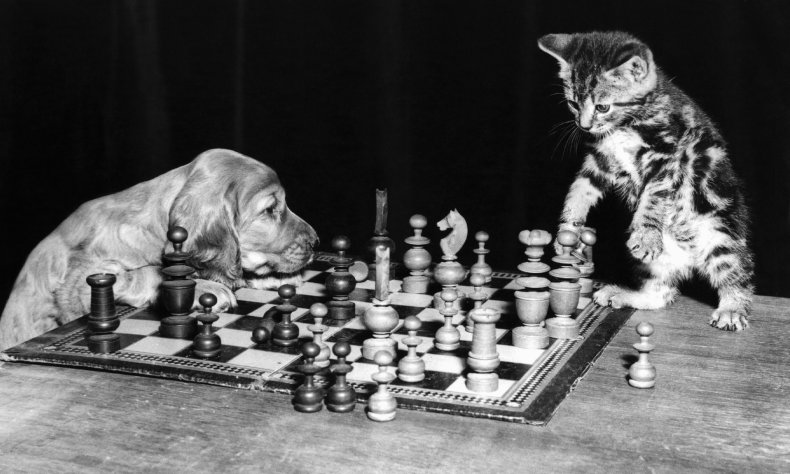 A puppy and kitten play chess.