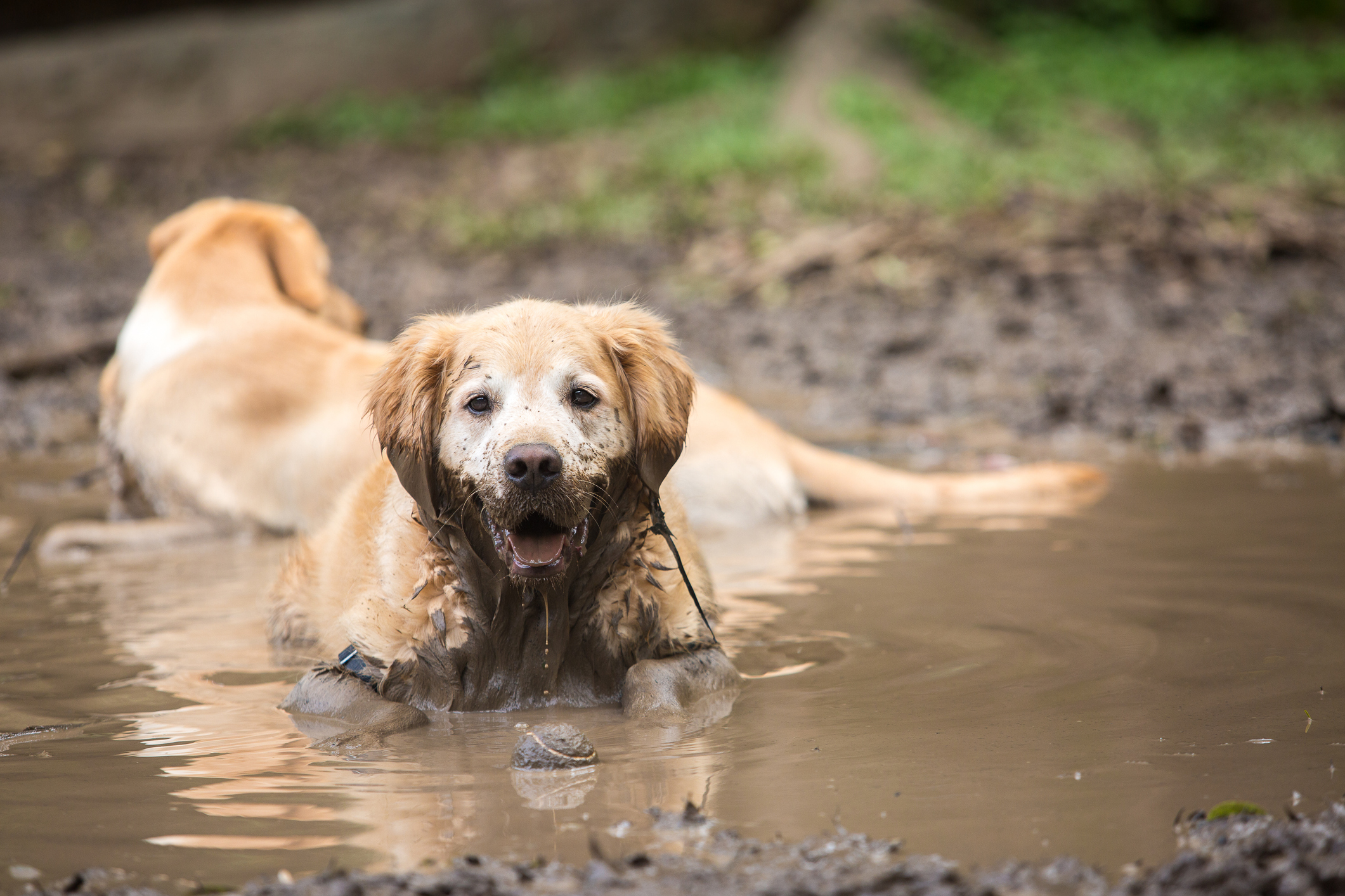 Golden Retriever Lies Down in Muddy Bog in Hilarious Video Viewed 21M Times