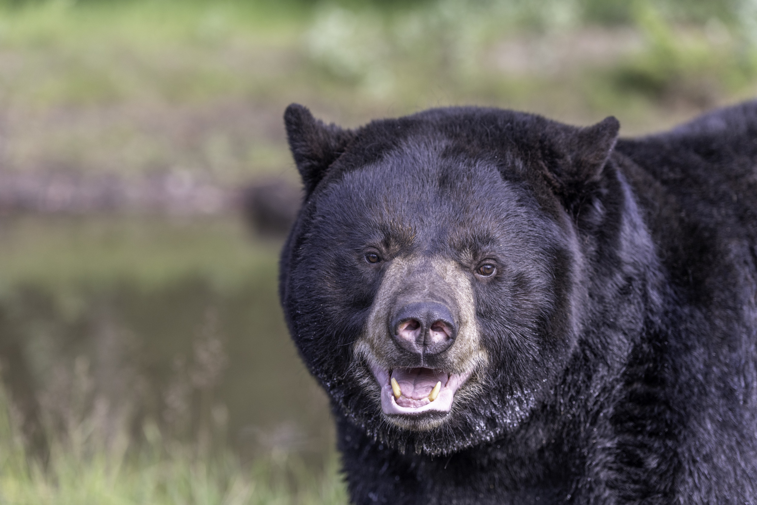 'Close the Door Mr. Bear' Watch Video of Bear Shutting Woman's Door on