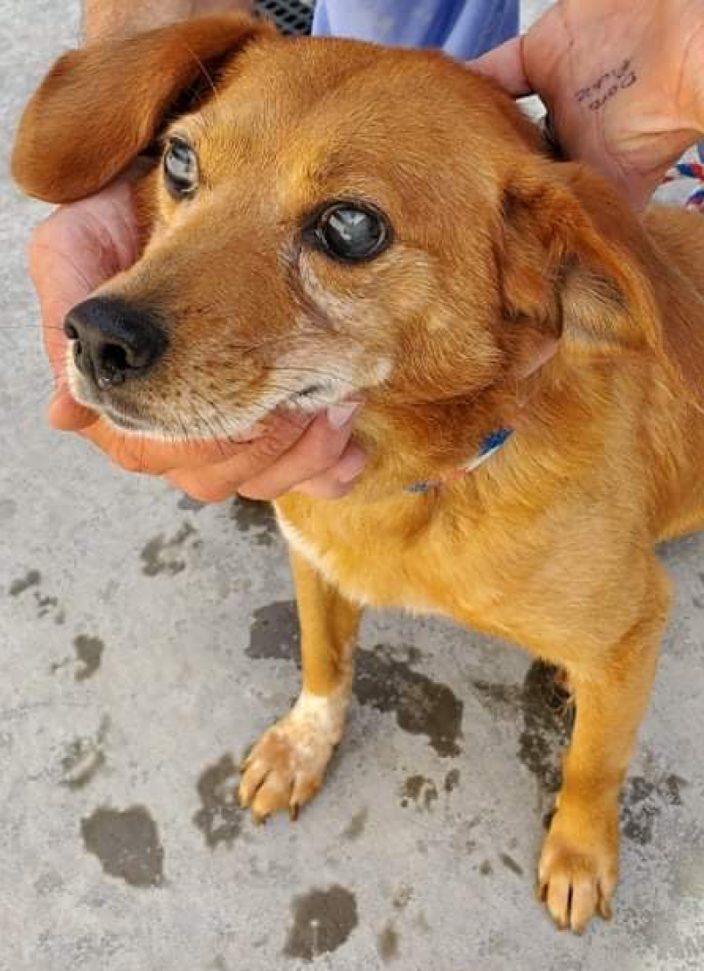 Rusty before eye surgery