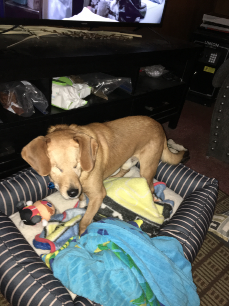 Rusty in his new bed