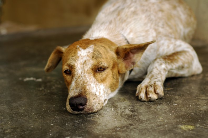 A sad dog