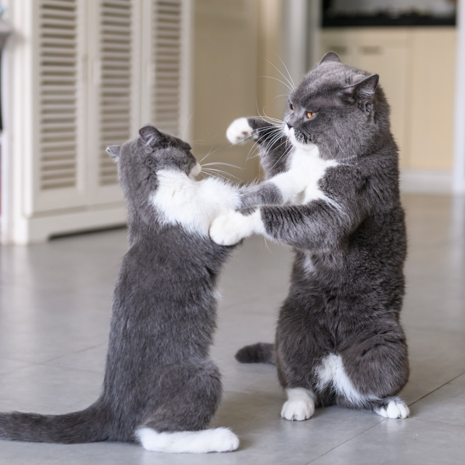 Two Cats 'Fighting Respectfully' Have Internet in Hysterics