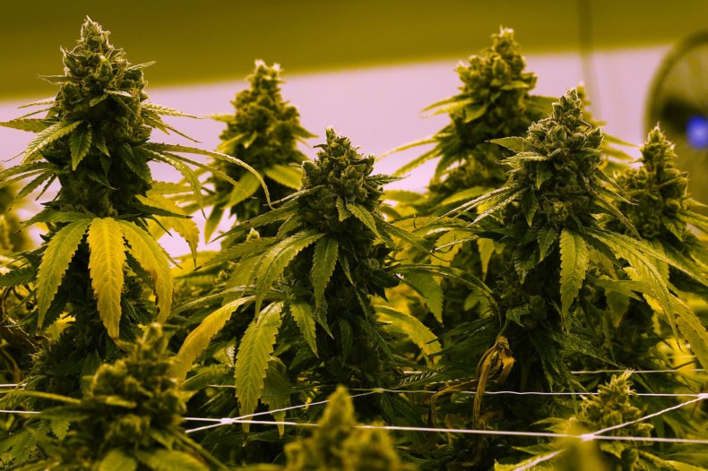 Cannabis Plant