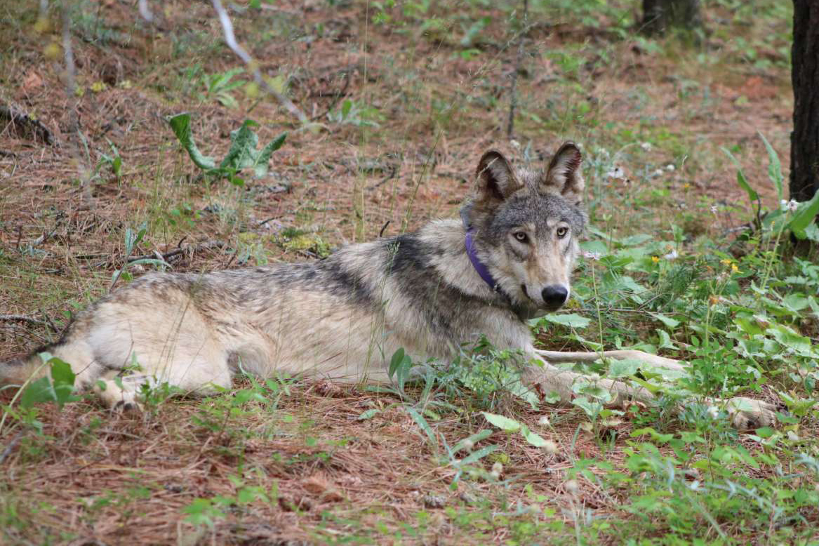 Gray Wolf That Trekked 935 Miles From Oregon to California Found Dead