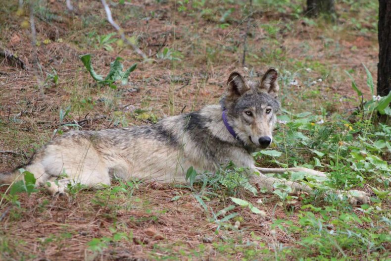 gray wolves, Oregon, endangered