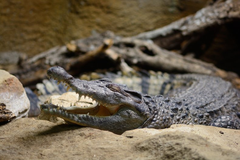 philippines crocodile
