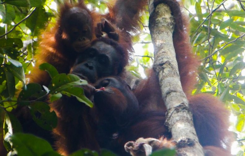 orangutan