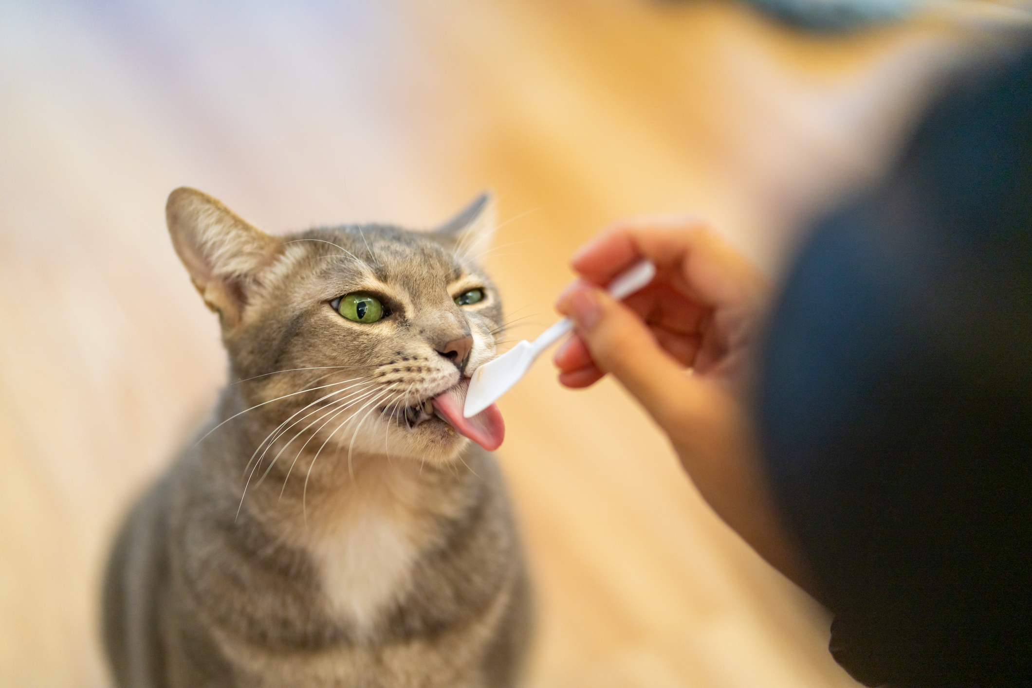 Pica In Cats Why Your Cat Eats Plastic And What You Can Do About It 