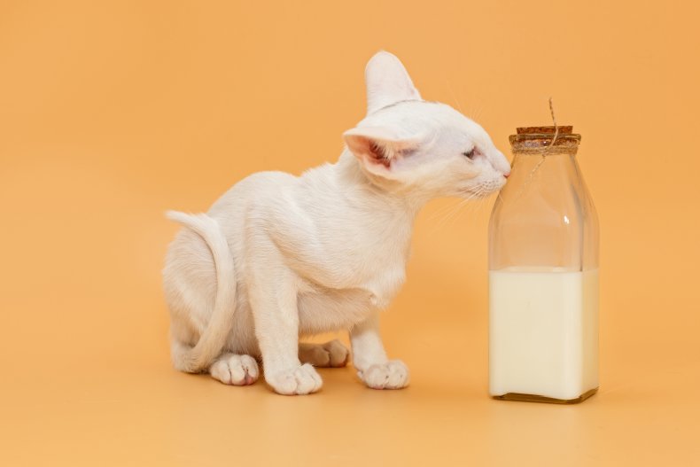 cat milk