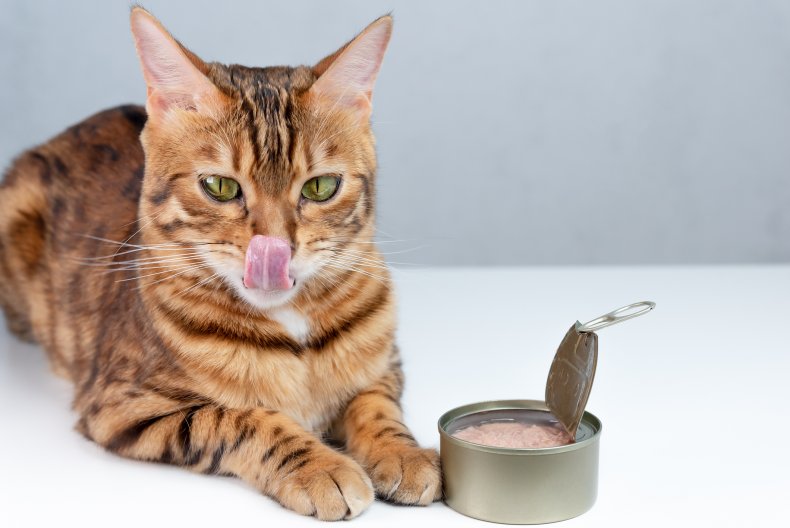 cat food