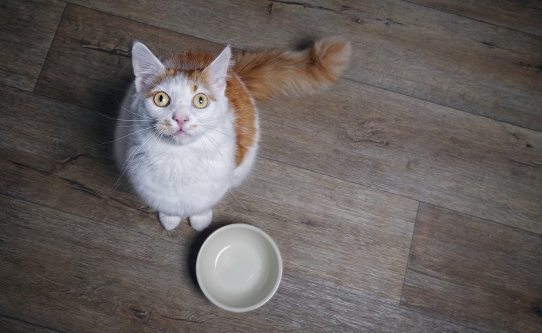 Cat food