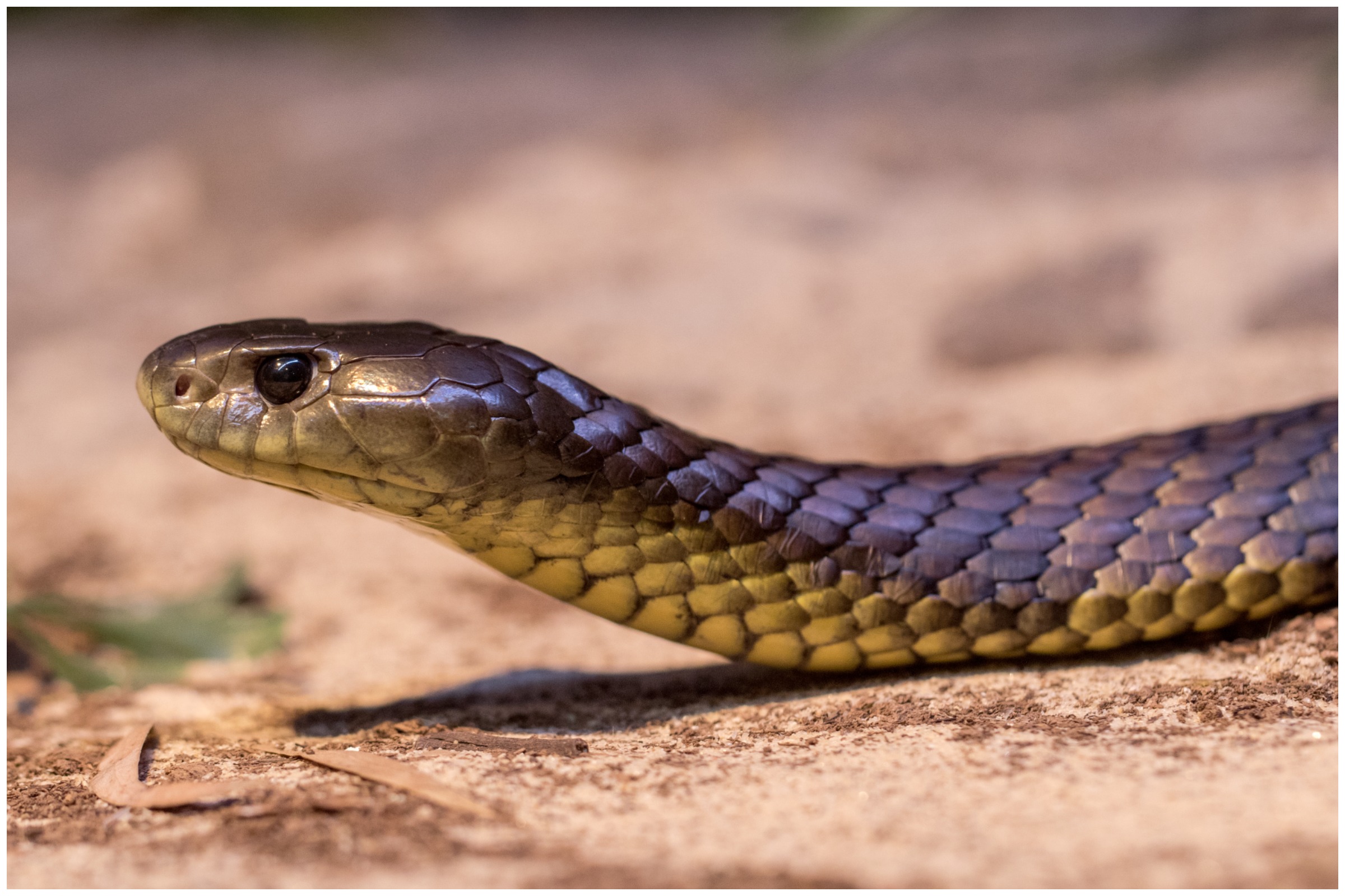 Cat Alerts Owner to Deadly Snake Hiding in Shopping Bags - Newsweek