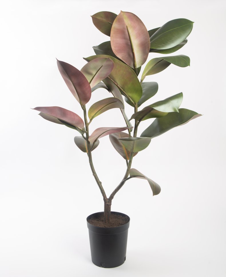 Ficus Elastica artificial plant