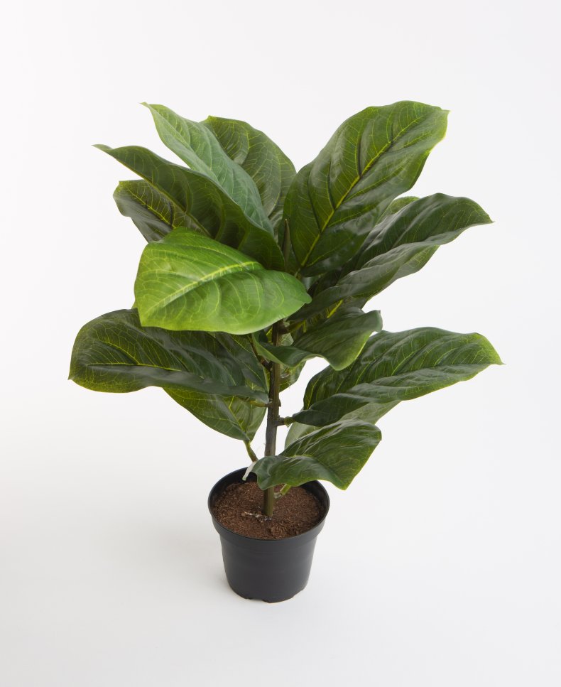 Artificial violin leaf fig plant