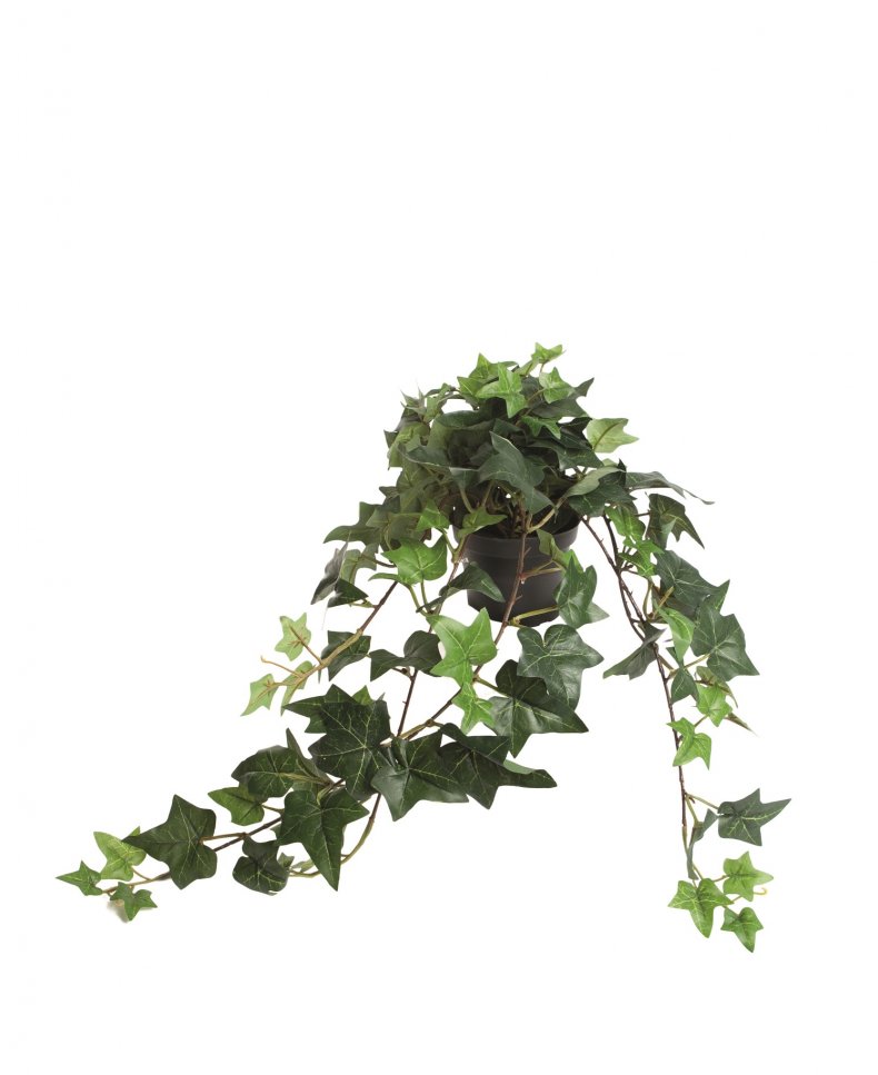     Ivy artificial subsequent plant