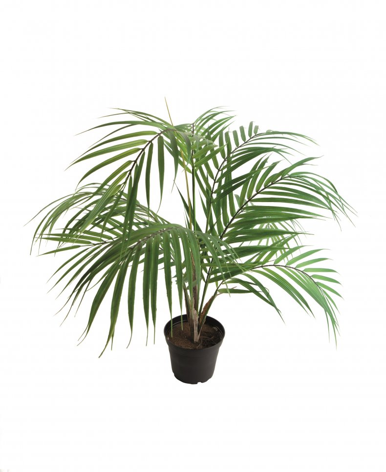 Mountain Palm Faux indoor plant