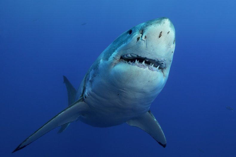 great white shark