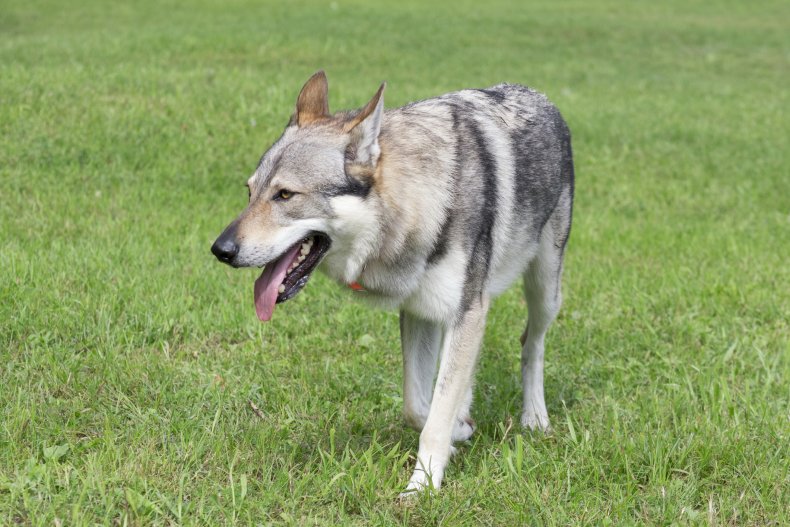 13 dogs that look like wolves 3 Czechoslovakian Vlcak