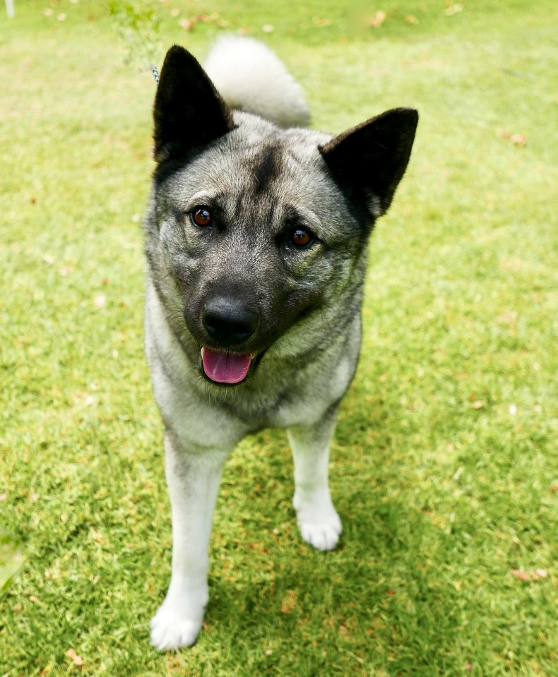 13 dogs that look like wolves 5 Norwegian Elkhound
