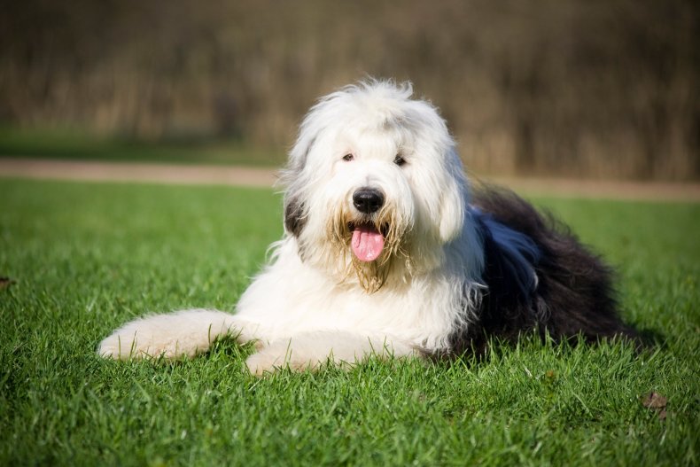 Old English Sheepdog