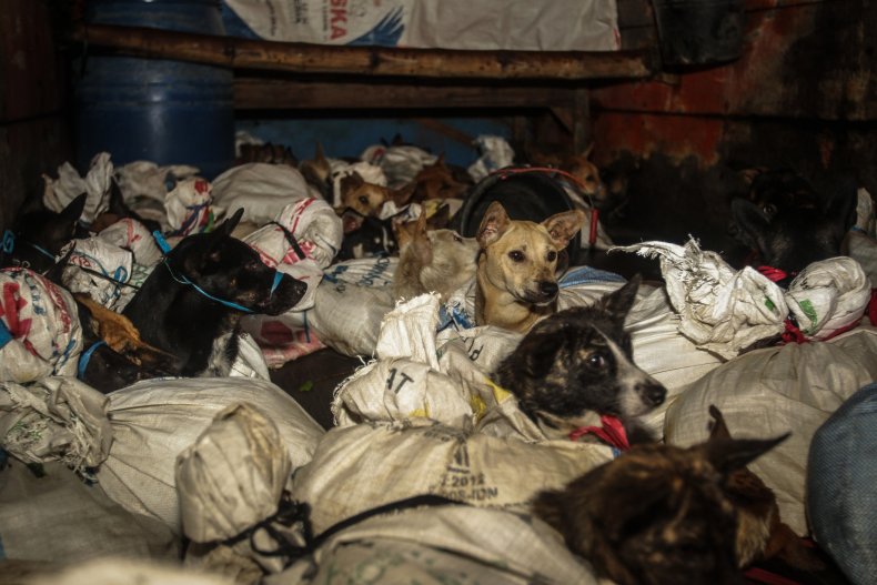 53 dogs rescued from meat trade