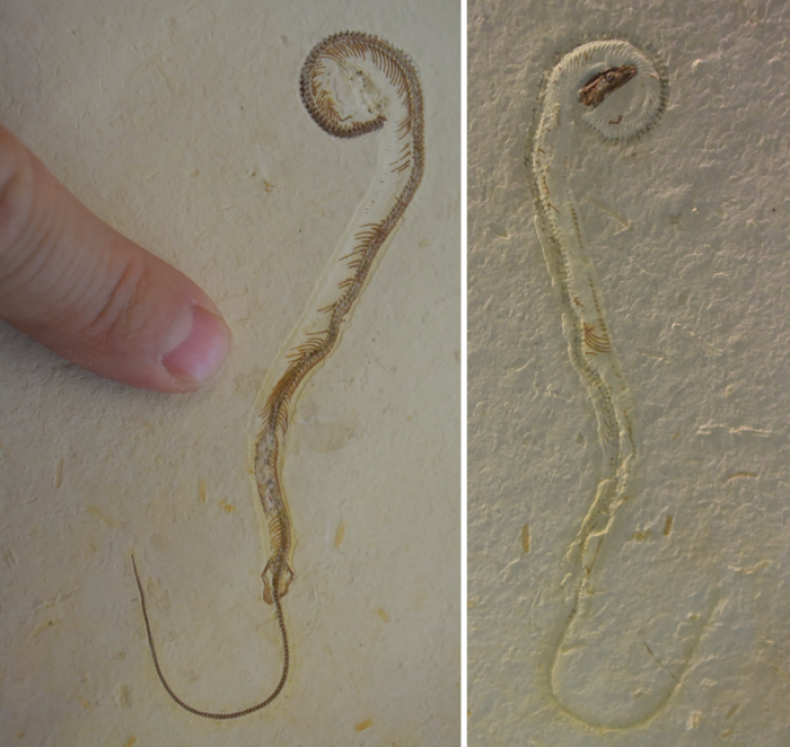 Mischaracterized etrapodophis amplectus