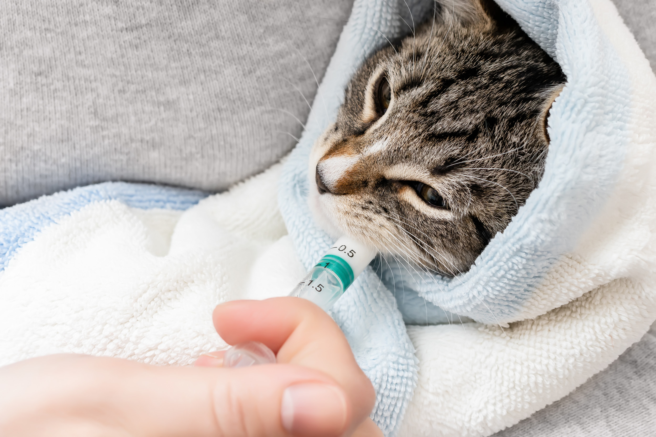 Woman Allegedly Breastfeeds Cat On Delta Airlines Flight Newsweek