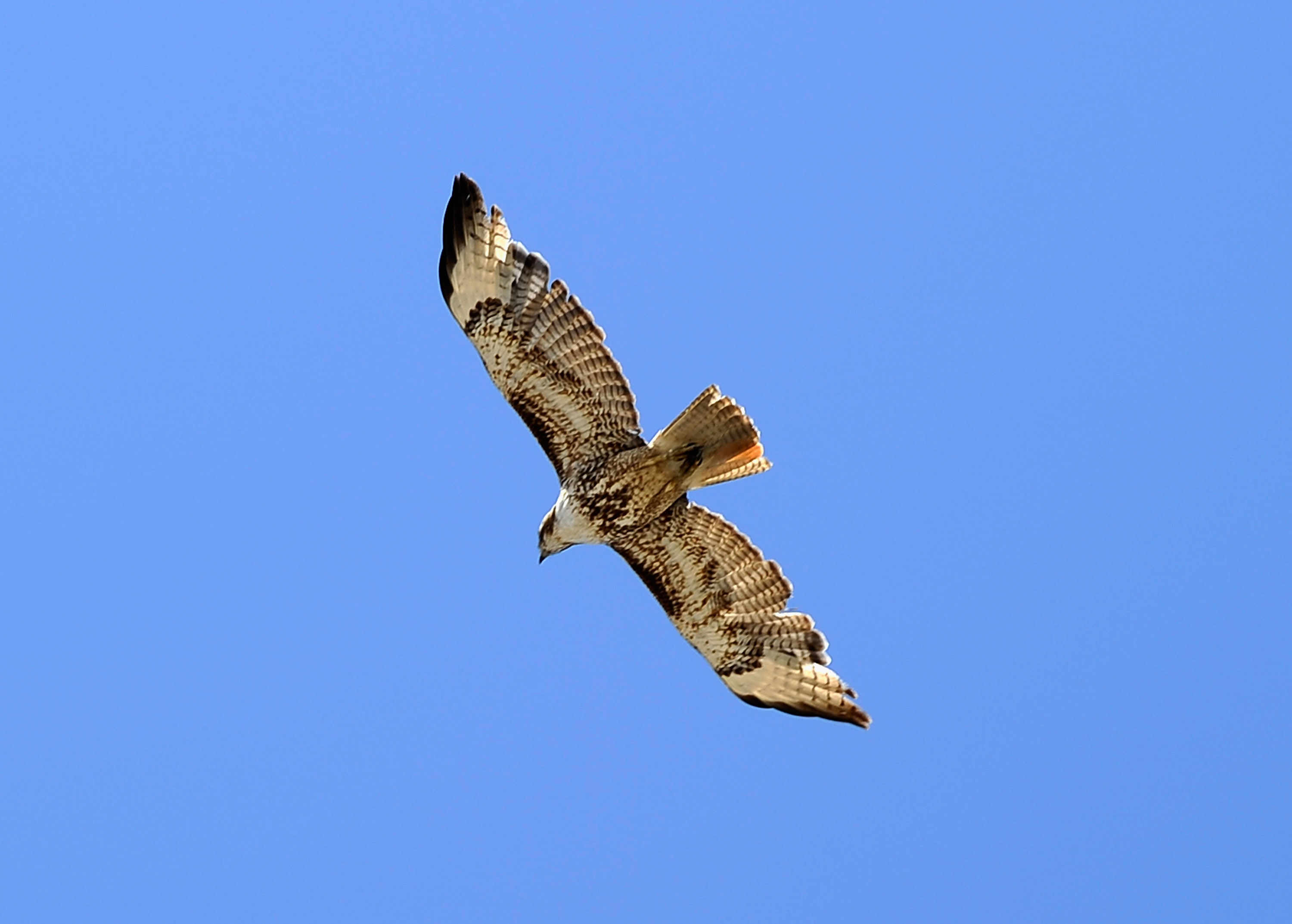 Can Small Dogs Be Picked Up By Hawks and Birds of Prey?