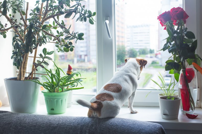 Dog at window