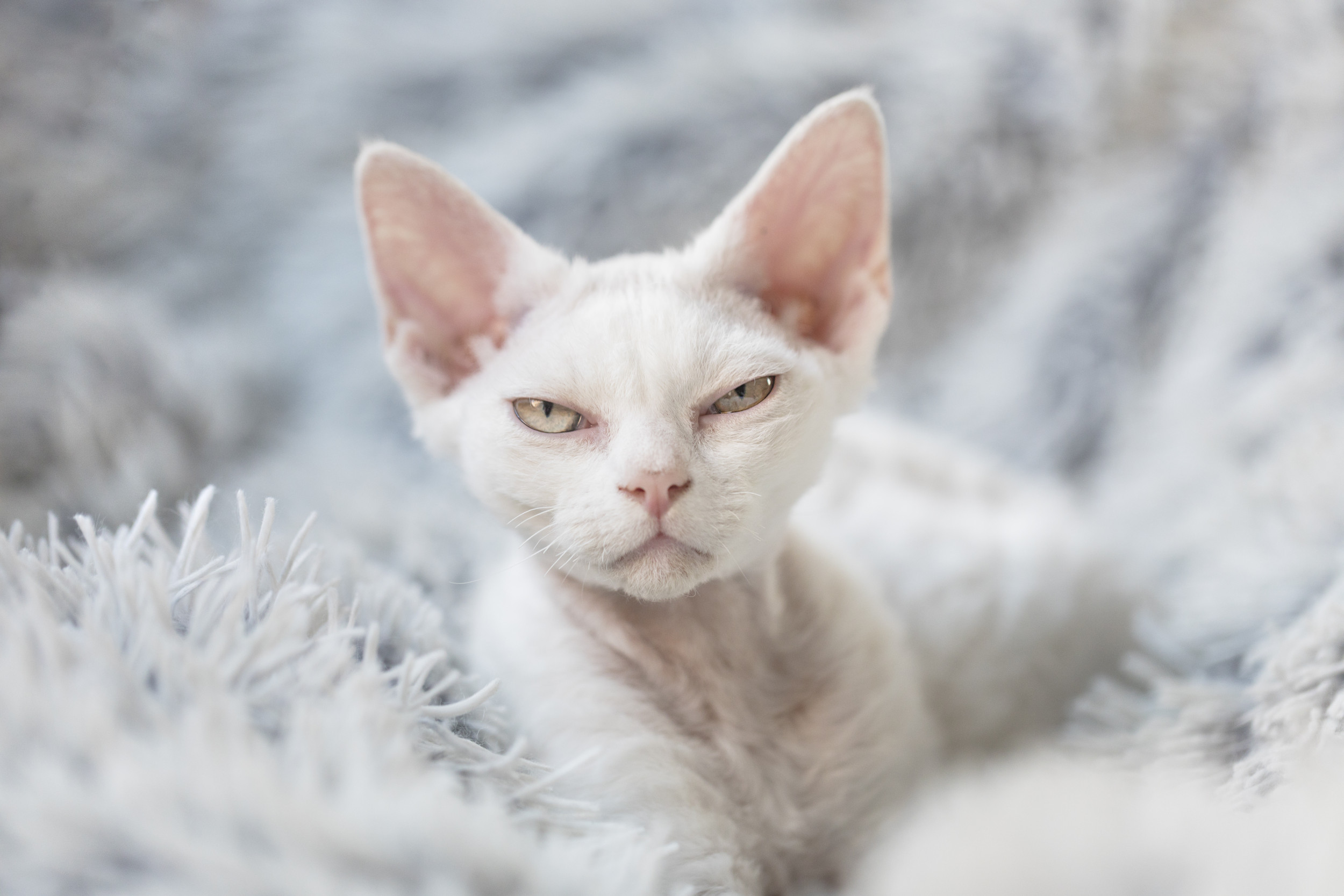 Scientists Create Test to Find Out If Your Cat Is a Psychopath