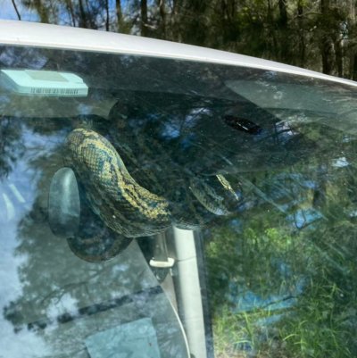 coastal carpet python coastal carpet python
