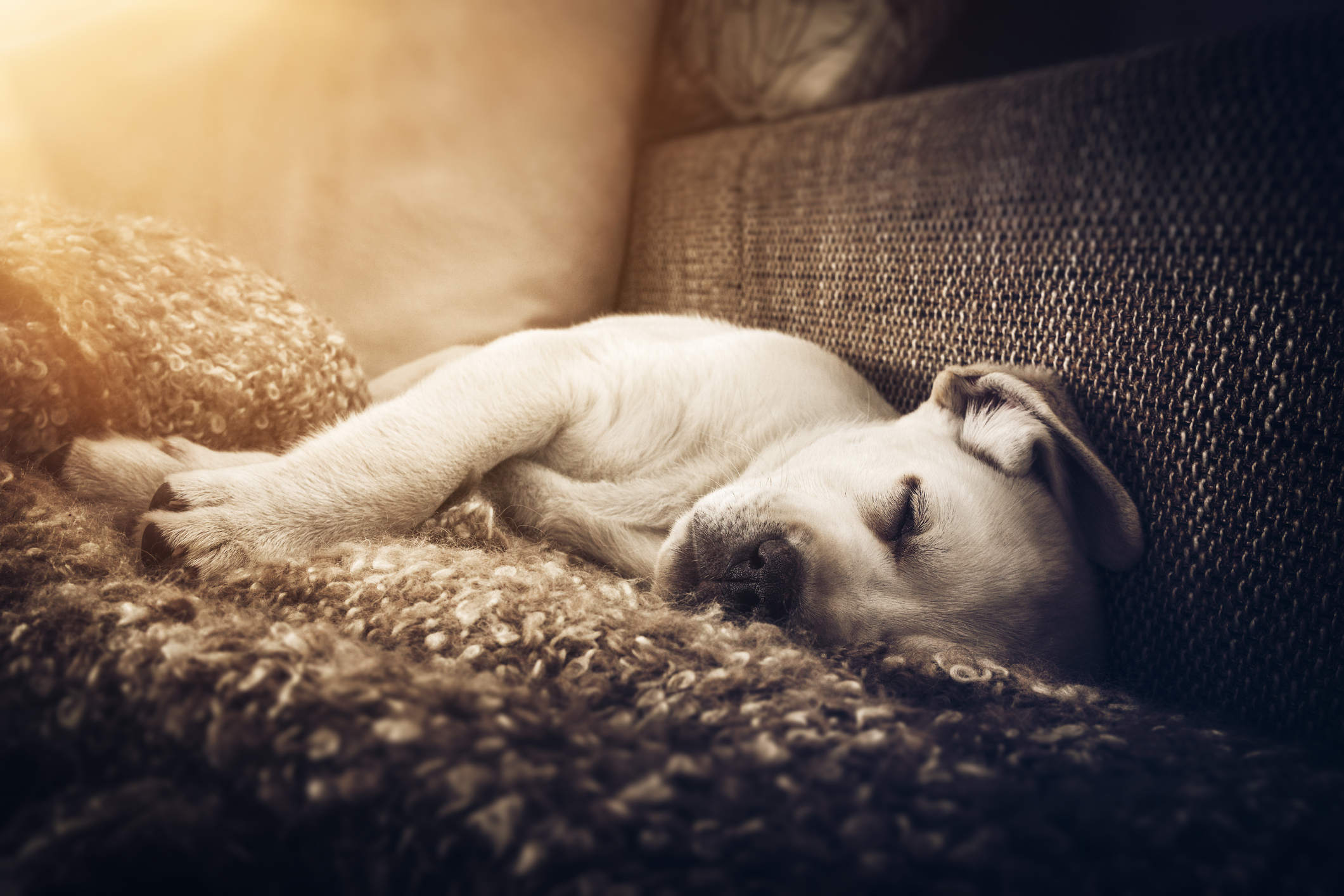 Elderly Dog Unable To Jump On The Bed Learns To Use Stairs, Melts ...