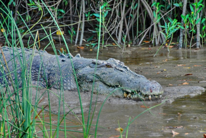 saltwater crocodile