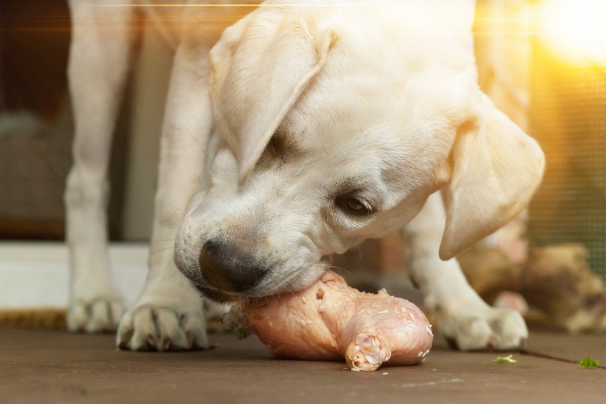 Labrador's Reaction After Owners Discover It Chewed Defrosting Turkey ...