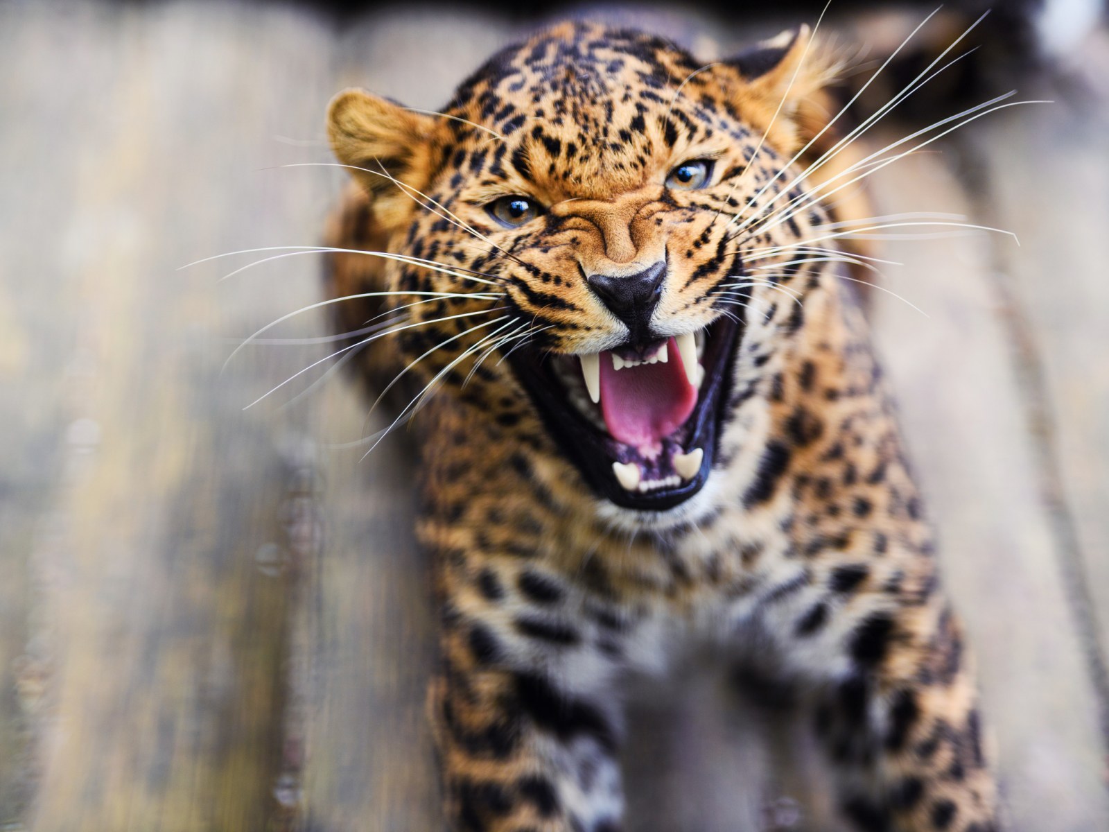 Angry Leopard Face