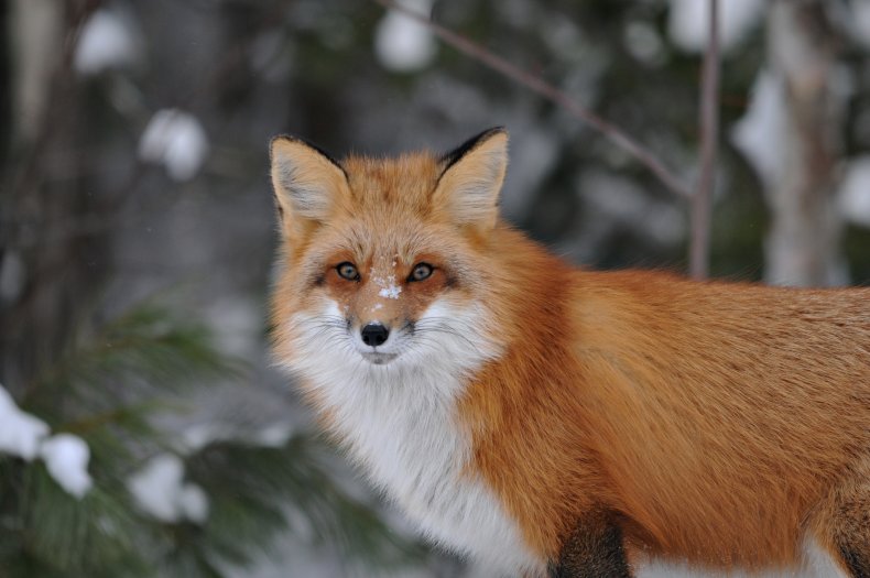A fox frolicking in the snow.